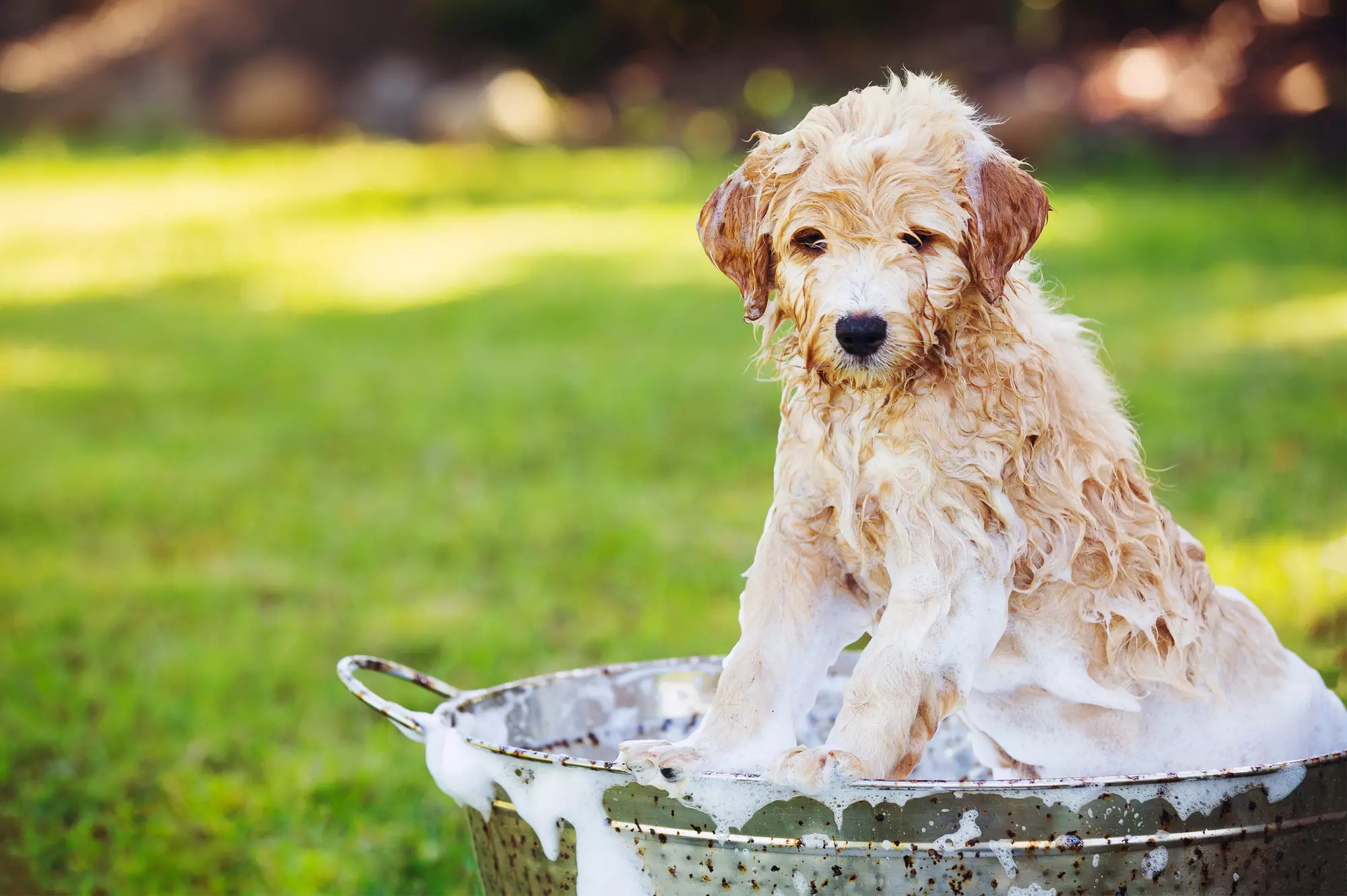 Do-It-Yourself Dogwash