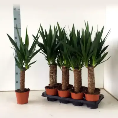 Houseplants