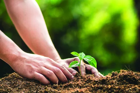 Kelkay Horticultural Silver Sand Handy Pack - image 2